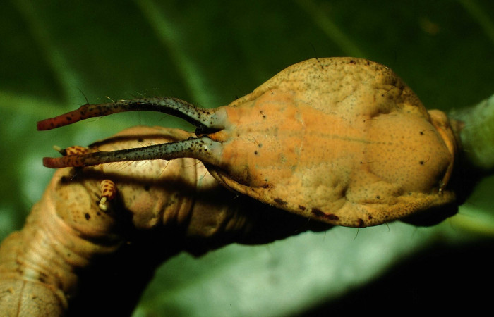 Figura 5. <i>Calledema jocasta</i></i> (Notodontidae), último estadio, posición tracera, Sector Santa Rosa, Laguna Agua Buena. Voucher 96-SRNP-7027-DHJ28026.jpg.