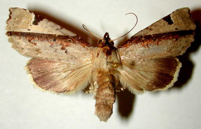 Figura 1. Adulto de <i>Calledema jocasta</i></i> (Notodontidae). Vista dorsal. Voucher 96-SRNP-7027-DHJ32410.jpg.