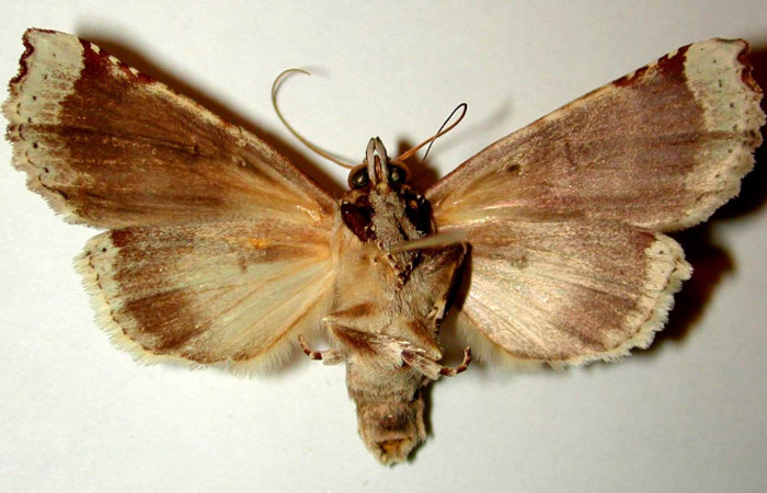 Figura 8. Adulto hembra de <i>Calledema jocasta</i></i> (Notodontidae), vista ventral. Voucher 96-SRNP-7027-DHJ32411.jpg.