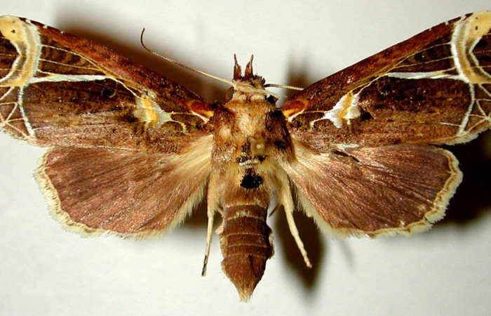 Figura 14. Adulto hembra de <i>Calledema argenta</i></i> (Notodontidae), vista dorsal. Voucher 98-SRNP-6894.1-DHJ32408.jpg.