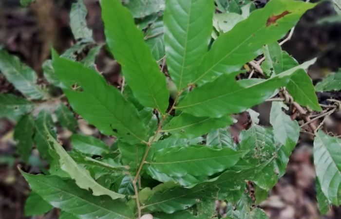 Figura 15. <i>Hirtella triandra</i></i> (Chrysobalanaceae), Planta hospedera de <i>Calledema argent</i></i>a (Notodontidae). Foto Gloria Sihezar. Estación San Gerardo abril 2022.