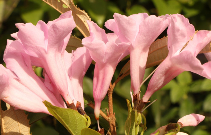 Figura. 10 Flor lateral <i>Arrabidaea conjugata</i></i>, (Bignoniaceae). Area de Conservación Guanacaste, Sector Rincón Rain Forest, Estación Leiva, Sendero Flecha, (elevación 491 metros), colectada el 20  Abril 2022. Foto, Jorge Hernández.