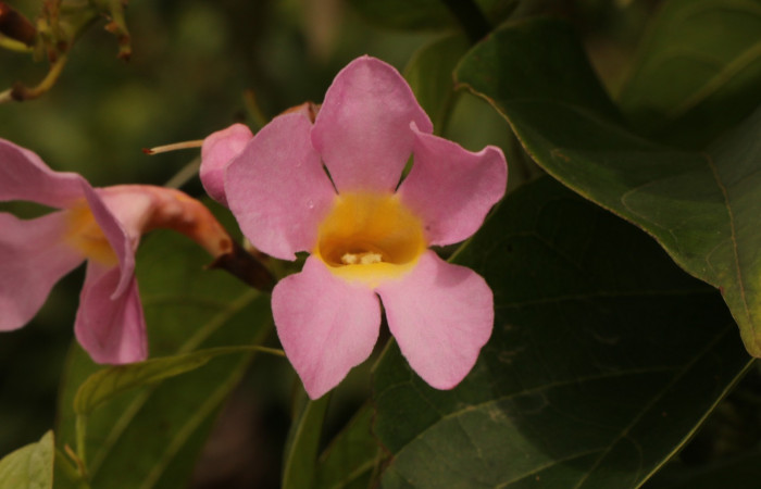 Figura. 11 Flor frente <i>Arrabidaea conjugata</i></i>, (Bignoniaceae). Area de Conservación Guanacaste, Sector Rincón Rain Forest, Estación Leiva, Sendero Flecha, (elevación 491 metros), colectada el 20  Abril 2022. Foto, Jorge Hernández.