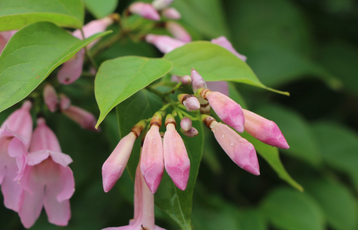 Figura. 12 Botones florales <i>Arrabidaea conjugata</i></i>, (Bignoniaceae). Area de Conservación Guanacaste, Sector Rincón Rain Forest, Estación Leiva, Sendero Flecha, (elevación 491 metros), colectada el 20  Abril 2022. Foto, Jorge Hernández.