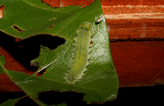 Figura. 13 Larva <i>Emesis brimo</i></i> Riodinidae), posición dorsal entero alimentándose en <i> Arrabidaea conjugata</i></i>, (Bignoniaceae). (05-SRNP-2429-DHJ402374.jpg).