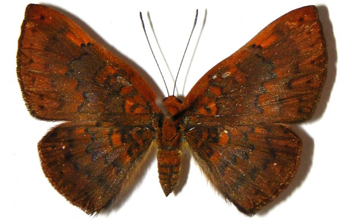 Figura. 14 Adulto <i>Emesis brimo</i></i> (Erebidae), posición vista dorsal entero. (05-SRNP-2429-DHJ307396).
