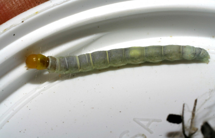 Figura. 15 Larva elachJanzen01 Janzen109 (Depresariidae), posición dorsal entero alimentándose en <i> Arrabidaea conjugata</i></i>, (Bignoniaceae). (07-SRNP-3369-DHJ433496.jpg).