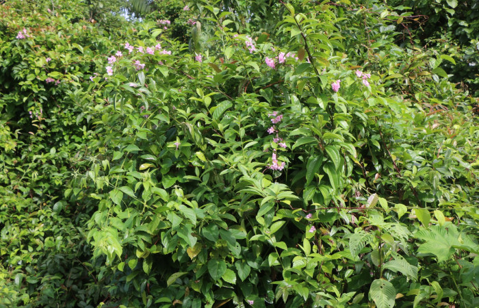 Figura. 1 Habitad <i>Arrabidaea conjugata</i></i>, (Bignoniaceae). Area de Conservación Guanacaste, Sector Rincón Rain Forest, Estación Leiva, Sendero Flecha, (elevación 491 metros), colectada el 20  Abril 2022. Foto, Jorge Hernández.
