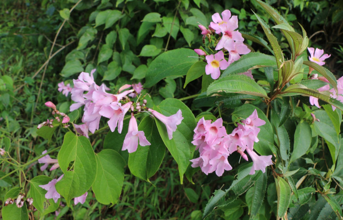 Figura. 2 Habitad <i>Arrabidaea conjugata</i></i>, (Bignoniaceae). Area de Conservación Guanacaste, Sector Rincón Rain Forest, Estación Leiva, Sendero Flecha, (elevación 491 metros), colectada el 20  Abril 2022. Foto, Jorge Hernández.
