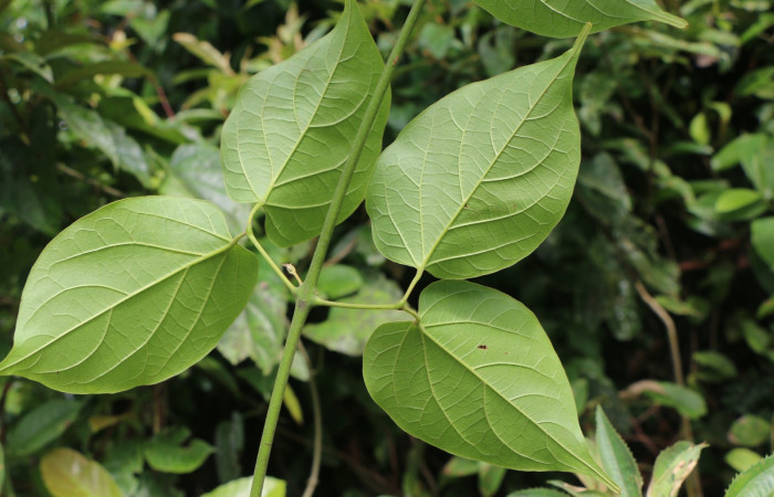 Figura. 3 Hojas posición envés <i>Arrabidaea conjugata</i></i>, (Bignoniaceae). Area de Conservación Guanacaste, Sector Rincón Rain Forest, Estación Leiva, Sendero Flecha, (elevación 491 metros), colectada el 20  Abril 2022. Foto, Jorge Hernández.
