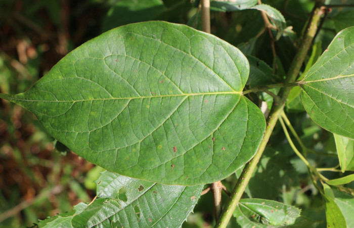 Figura. 4 Hojas posición haz <i>Arrabidaea conjugata</i></i>, (Bignoniaceae). Area de Conservación Guanacaste, Sector Rincón Rain Forest, Estación Leiva, Sendero Flecha, (elevación 491 metros), colectada el 20  Abril 2022. Foto, Jorge Hernández.
