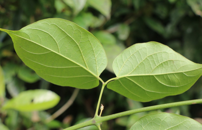 Figura. 5 Hojas posición envés <i>Arrabidaea conjugata</i></i>, (Bignoniaceae). Area de Conservación Guanacaste, Sector Rincón Rain Forest, Estación Leiva, Sendero Flecha, (elevación 491 metros), colectada el 20  Abril 2022. Foto, Jorge Hernández.
