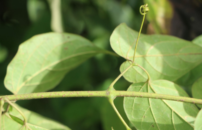 Figura. 6 Posición tallo <i>Arrabidaea conjugata</i></i>, (Bignoniaceae). Area de Conservación Guanacaste, Sector Rincón Rain Forest, Estación Leiva, Sendero Flecha, (elevación 491 metros), colectada el 20  Abril 2022. Foto, Jorge Hernández.
