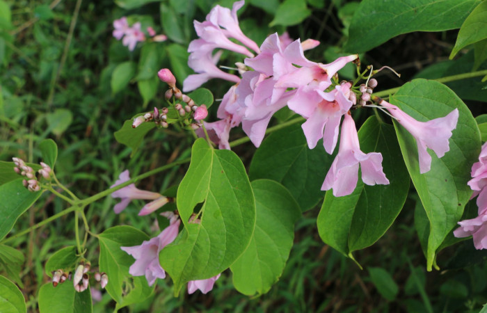 Figura. 7 Flores <i>Arrabidaea conjugata</i></i>, (Bignoniaceae). Area de Conservación Guanacaste, Sector Rincón Rain Forest, Estación Leiva, Sendero Flecha, (elevación 491 metros), colectada el 20  Abril 2022. Foto, Jorge Hernández.
