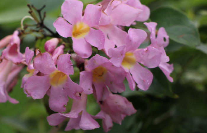 Figura. 8 Flores en racimo <i>Arrabidaea conjugata</i></i>, (Bignoniaceae). Area de Conservación Guanacaste, Sector Rincón Rain Forest, Estación Leiva, Sendero Flecha, (elevación 491 metros), colectada el 20  Abril 2022. Foto, Jorge Hernández.
