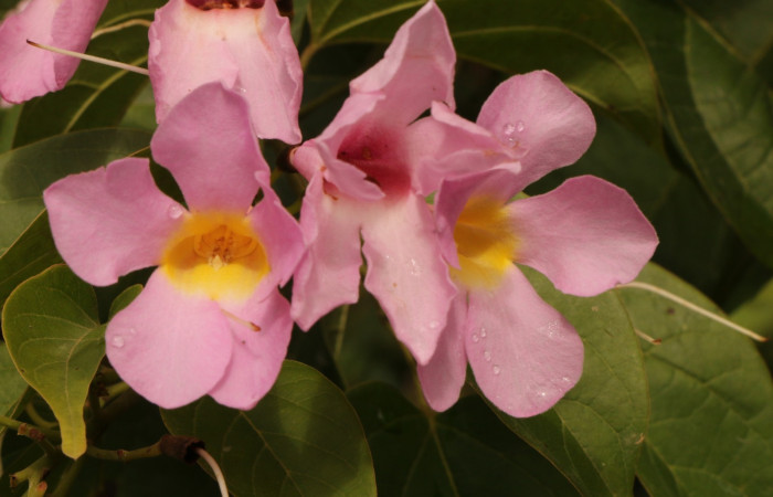 Figura. 9 Flor de frente <i>Arrabidaea conjugata</i></i>, (Bignoniaceae). Area de Conservación Guanacaste, Sector Rincón Rain Forest, Estación Leiva, Sendero Flecha, (elevación 491 metros), colectada el 20  Abril 2022. Foto, Jorge Hernández.