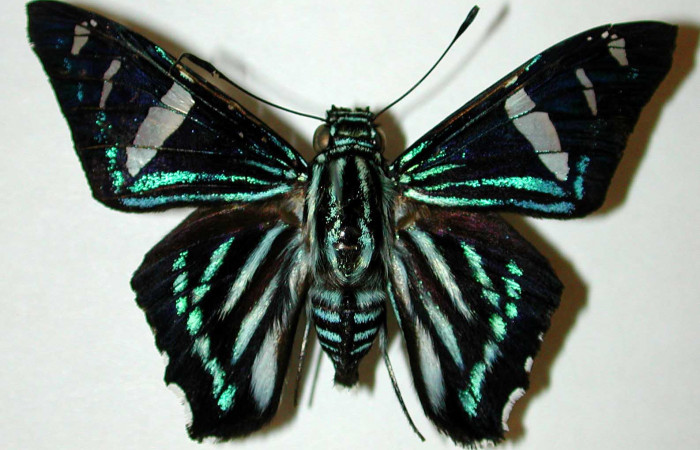 Figura 16. Adulto de <i>Phocides</i></i> pigmalionDHJ02 (Hesperiidae) posición ventral 00-SRNP-12628-DHJ33650.