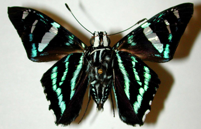 Figura 17. Adulto de <i>Phocides</i></i> pigmalionDHJ02 (Hesperiidae) posición dorsal 00-SRNP-12628-DHJ33651.