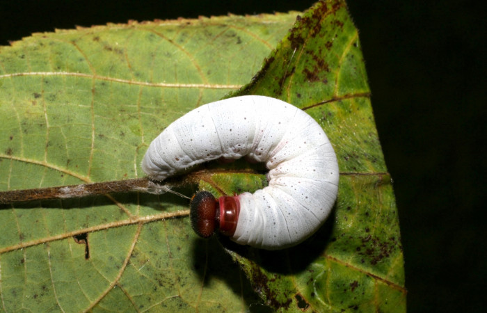 Figura 7. Larva de <i>Phocides</i></i>  pigmalionDHJ02 (Hesperiidae) posición dorsal, 06-SRNP-41789-DHJ416883.