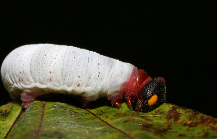 Figura 6. Larva de <i>Phocides</i></i> pigmalionDHJ02 (Hesperiidae) posición lateral mostrando patas y ojo falso, 06-SRNP-41789-DHJ416885.