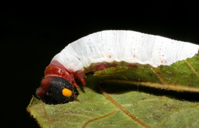 Figura 5. Larva de <i>Phocides</i></i>  pigmalionDHJ02 (Hesperiidae) posición lateral mostrando donde esta alimentandose, 06-SRNP-41789-DHJ416886.