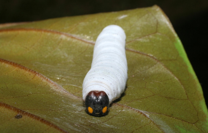 Figura 9.  Larva de <i>Phocides</i></i> pigmalionDHJ02 (Hesperiidae) posición frontal  mostrando ojos falsos, 07-SRNP-33512-DHJ430770.