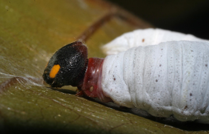 Figura 8.  Larva de <i>Phocides</i></i>  pigmalionDHJ02 (Hesperiidae) posición lateral mostrando la cabeza, 07-SRNP-33512-DHJ430778.