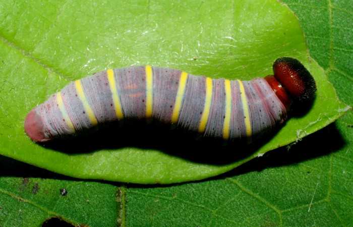 Figura 3. Larva de <i>Phocides</i></i>  pigmalionDHJ02 (Hesperiidae) posición dorsal, 07-SRNP-33512-DHJ434253.