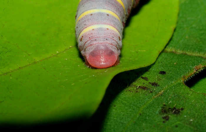 Figura 4. Larva  de <i>Phocides</i></i> pigmalionDHJ02 (Hesperiidae) posición de la cola, 07-SRNP-33512-DHJ434257.