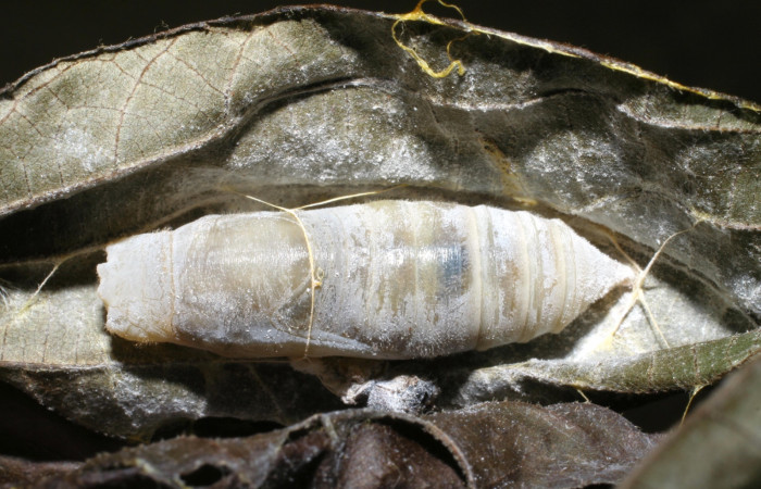 Figura 12. Pupa de <i>Phocides</i></i>  pigmalionDHJ02 (Hesperiidae) posición dorsal 07-SRNP-42034-DHJ427734.