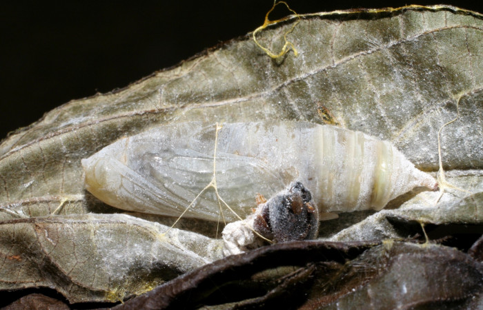 Figura 13. Pupa de <i>Phocides</i></i>  pigmalionDHJ02 (Hesperiidae) posición lateral 07-SRNP-42034-DHJ427735.