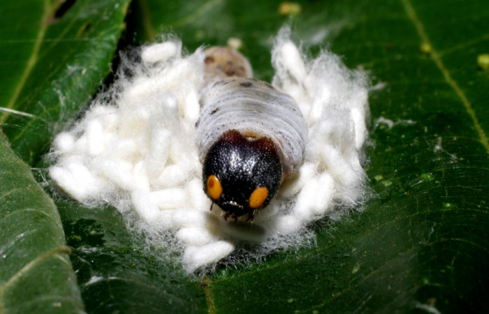 Figura 10.Parásitos de la Familia (Braconidae) especie <i>Apanteles randallgarciai</i></i>  puestos en la larva  Phocides pigmalionDHJ02, Familia (Hesperiidae) 07-SRNP-42035-DHJ427740.