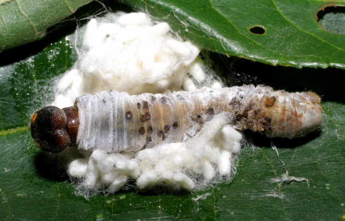 Figura 11.Parásitos de la Familia (Braconidae) especie <i>Apanteles randallgarciai</i></i>  puestos en la larva  Phocides pigmalionDHJ02, Familia (Hesperiidae) 07-SRNP-42035-DHJ427742.