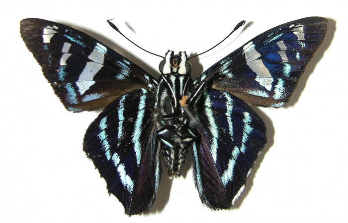 Figura 15. Adulto de <i>Phocides</i></i> pigmalionDHJ01 Familia (Hesperiidae) en posición ventral 07-SRNP-42389-DHJ378457.