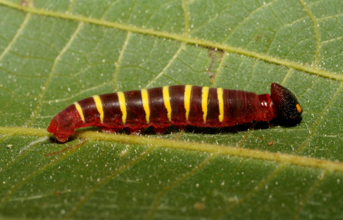 Figura 2. Larva de <i>Phocides</i></i> pigmalionDHJ02 (Hesperiidae), Posicion ventral, 07-SRNP-943-DHJ419392.