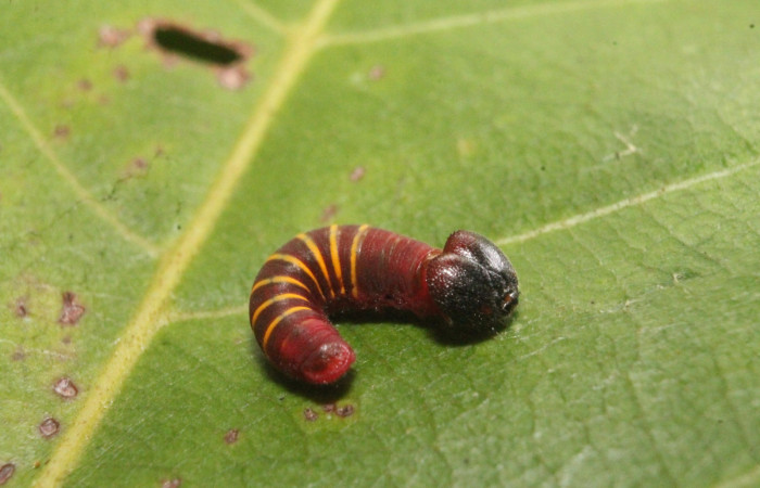 Figura 19. Larva de <i>Phocides</i></i>  pigmalionDHJ01 Familia (Hesperiidae) mostrando la cola y cabeza, 16-SRNP-45254-DHJ718552.