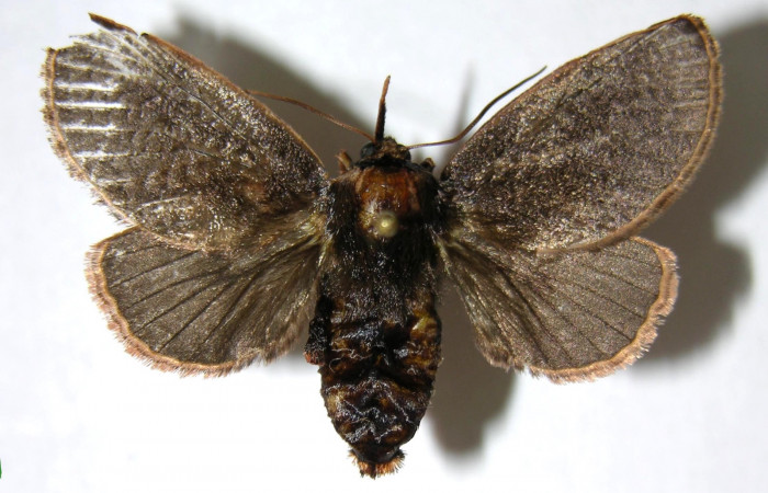 Figura 8. Adulto de <i>Vipsania melanois</i></i>. (Limacodidae). Parte dorsal. Hembra. Voucher: 05-SRNP-6204-DHJ349592.
