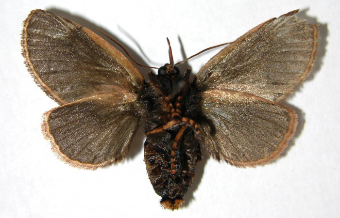 Figura 9. Adulto de <i>Vipsania melanois</i></i> (Limacodidae). Hembra.Parte ventral. Voucher: 05-SRNP-6204-DHJ349593.
