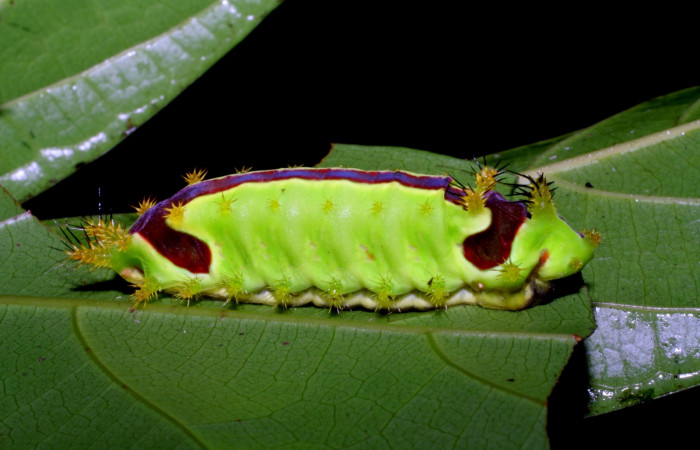 Figura 1. <i>Vipsania melanois</i></i> (Limacodidae).Último estadio, posición lateral. Voucher: 05-SRNP-6204-DHJ403197.jpg. 
