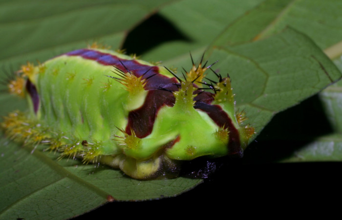 Figura 3. <i>Vipsania melanois</i></i> (Limacodidae). Último estadio, posición frontal lateral. Voucher: 05-SRNP-6204-DHJ403202.jpg.
