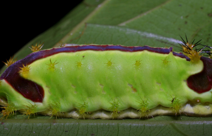 Figura 5. Larva de <i>Vipsania melanois</i></i> (Limacodidae). Último estadio, posición  lateral. Voucher: 05-SRNP-6204-DHJ403204.jpg.
