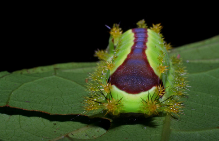 Figura 2. <i>Vipsania melanois</i></i> (Limacodidae). Último estadio, posición trasera. Voucher: 05-SRNP-6204-DHJ403211.jpg.
