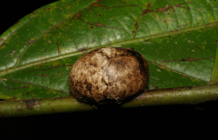 Figura 6. Capullo de <i>Vipsania melanois</i></i> (Limacodidae). Voucher: 05-SRNP-6204-DHJ403216.jpg.
