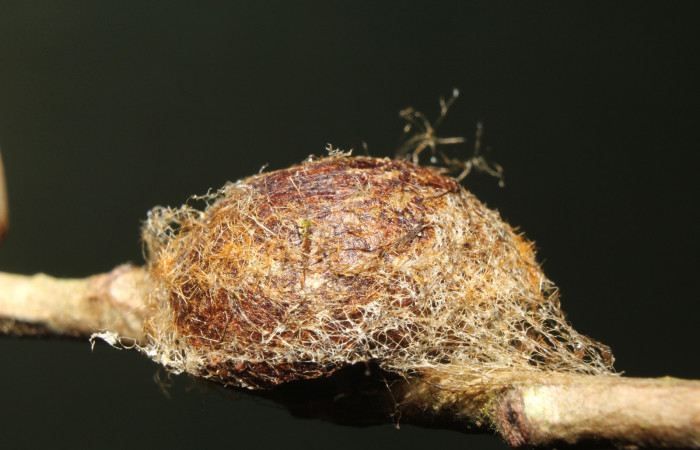 Figura 7. Ejemplo de capullo envuelto en seda de <i>Acharia nesea</i></i> (Limacodidae). Voucher: 18-SRNP-70050-DHJ741598.jpg.