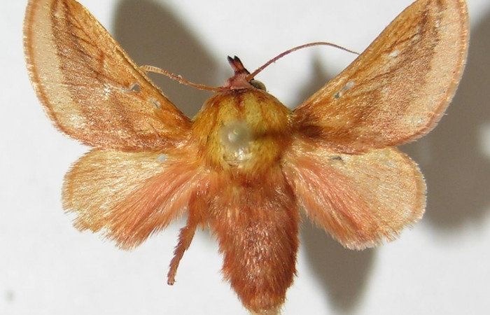 Figura 10. Adulto de <i>Vipsania rosabella</i></i>. Parte dorsal. (Limacodidae). Voucher: 94-SRNP-4393-DHJ520578.
