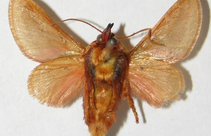 Figura 11. Adulto de <i>Vipsania rosabella</i></i>. Parte ventral. (Limacodidae). Voucher: 94-SRNP-4393-DHJ520579.