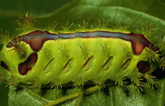 Figura 4. <i>Vipsania rosabella</i></i> (Limacodidae). Último estadio, posición  lateral. Voucher: 94-SRNP-4412-DHJ27091.jpg.
