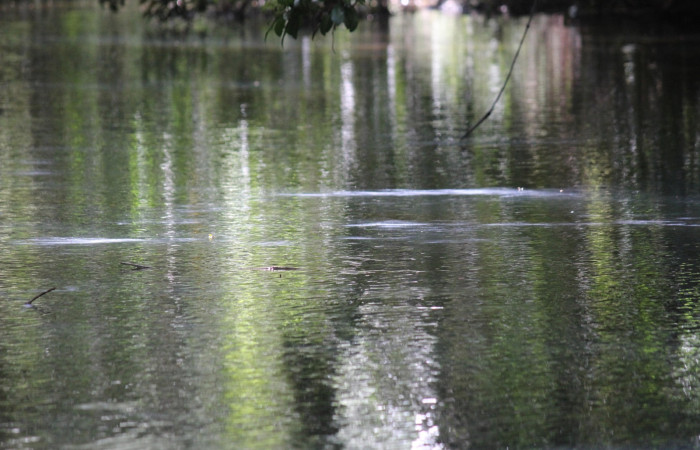 Fig. 11 Contenido fecal de Boat-billed Heron <i>Cochlearius cochlearius</i></i> (Ardeidae); después de un breve baño, 20 de enero 2021. Agua Buena Sector El Hacha ACG; Foto. Roster Moraga.
