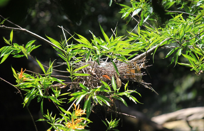 Fig. 12 Nido de Boat-billed Heron <i>Cochlearius cochlearius</i></i> (Ardeidae) con solamente un huevo, 22 de Marzo 2022. Agua Buena Sector El Hacha ACG; foto. Roster Moraga.