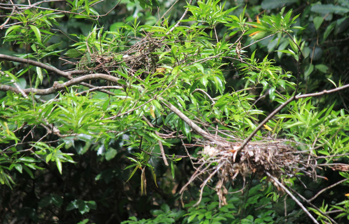 Fig. 13 Nidos de Boat-billed Heron <i>Cochlearius cochlearius</i></i> (Ardeidae) 22 de Marzo 2022. Agua Buena Sector El Hacha ACG; foto. Roster Moraga.